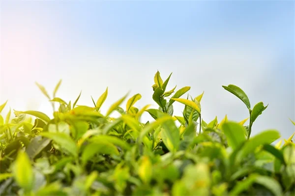 砂質土壌の芝生｜選び方と育て方のコツを実体験から解説