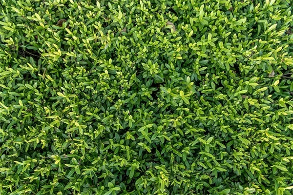 DIY苔癬棒の効果と簡単な育て方のコツ