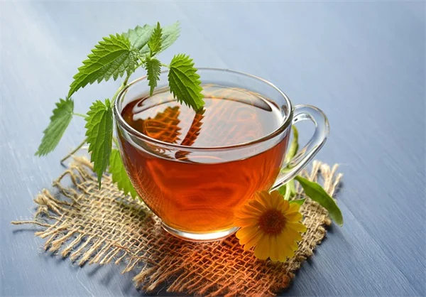 触接触症で苗が激変！30秒撫でるだけで茎が太くなる驚きの方法