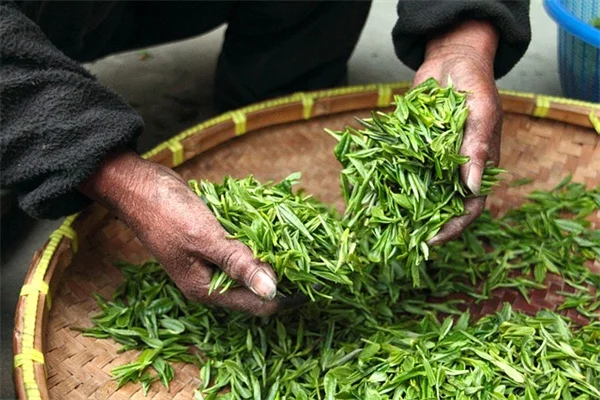 冬の室内害虫対策に！ハーブで観葉植物を守る簡単なコツ